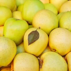 Mutsu (Crispin) Apple Tree 9 Mutsu (Crispin) Apple Tree -Blooming Yard Matsu Crispin Apple 2 911ff493 b5f3 4735 b48a e3117551cc55