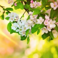 Mutsu (Crispin) Apple Tree 11 Mutsu (Crispin) Apple Tree -Blooming Yard Matsu Crispin Apple 5 dca4ed85 2ad7 4328 a42e 52262a2a9672