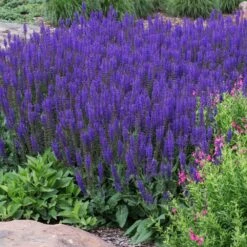 May Night Salvia -Blooming Yard May Night Salvia sage 2 FGT
