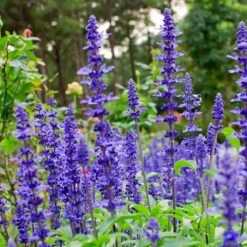 May Night Salvia -Blooming Yard May Night Salvia sage 4