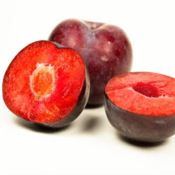 Methley Plum Tree -Blooming Yard Methley Plum 3 6230ed7a 5c4e 4b03 88d0 ad8f75f62363