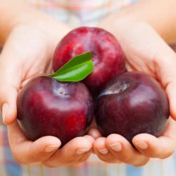 Methley Plum Tree -Blooming Yard Methley Plum 4 4ec34c93 142f 4450 8af1 feb06f93c049