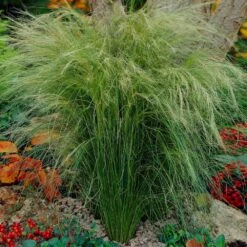 Mexican Feather Grass -Blooming Yard Mexican Feather Grass 5