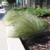 Mexican Feather Grass -Blooming Yard Mexican Feather Grass FGT 600x600 eb05c49a e036 429c b829 1928983a943b