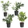 Citrus Bush Variety Kit -Blooming Yard Meyer Key cal Per 1 2 bush 600x600 2c56cf88 a401 40e9 bd89 34f2eb3cd2b9