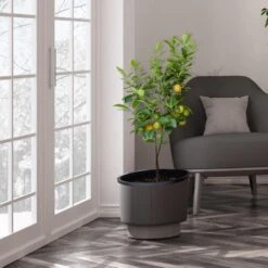 Meyer Lemon Tree - USDA Organic -Blooming Yard Meyer Lemon Tree 3 FGT b7562976 3142 4944 868e f1282fe437b5