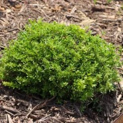 Micron® Holly Shrub -Blooming Yard Micron Holly 8 FGT