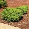 Micron® Holly Shrub 2 Micron® Holly Shrub -Blooming Yard Micron Holly FGT 600x600 cc732743 8fd3 45e5 8acd 804a14afbbb0