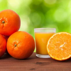 Midknight Valencia Orange -Blooming Yard MidKnight Valencia Orange 3