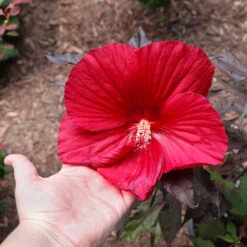 Midnight Marvel Hardy Hibiscus 10 Midnight Marvel Hardy Hibiscus -Blooming Yard Midnight Marvel Hibiscus 2
