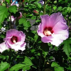Minerva Rose Of Sharon Althea Shrub 10 Minerva Rose Of Sharon Althea Shrub -Blooming Yard Minerva Rose of Sharon 2
