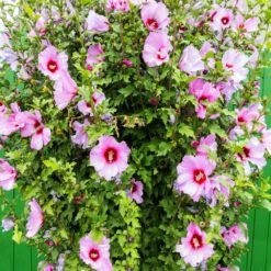 Minerva Rose Of Sharon Althea Shrub 9 Minerva Rose Of Sharon Althea Shrub -Blooming Yard Minerva Rose of Sharon 3