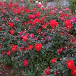 Miracle On The Hudson™ Rose 11 Miracle On The Hudson™ Rose -Blooming Yard Miracle on the Hudson 4 FGT