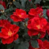 Miracle On The Hudson™ Rose -Blooming Yard Miracle on the Hudson FGT 600x600 045f2a5f dd85 44c7 9ded f80d62183f82