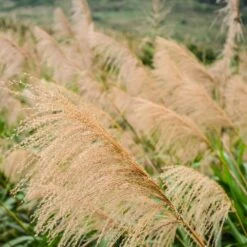 Miscanthus Gracillimus (Maiden Grass) -Blooming Yard Miscanthus Gracillimus Maiden Grass 2 FGT