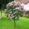 Miss Kim Lilac Tree -Blooming Yard Miss Kim Lilac Tree 600x600 e29c1bbd 6af6 4f82 941d 9fca8a407767