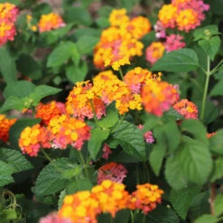 Miss Huff Lantana -Blooming Yard Miss Huff Lantana 4