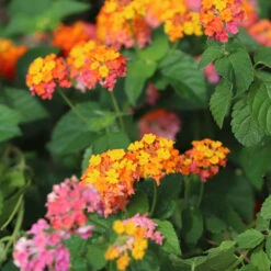 Miss Huff Lantana -Blooming Yard Miss Huff Lantana 7
