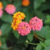 Miss Huff Lantana -Blooming Yard Miss huff Lantana FGT 600x600 8587fb7a b50e 47fd 8ed6 09812e04de18