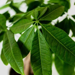 Money Tree In White Pot -Blooming Yard Money Tree Green Circle LIV Pottery Pot 3