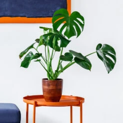 Monstera Deliciosa And Fiddle Leaf Fig Combo -Blooming Yard Monstera delisiosa 1 BB