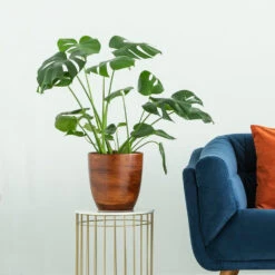 Boho House Plant Kit 15 Boho House Plant Kit -Blooming Yard Monstera delisiosa 3 FGT 704a637b b40b 4518 a8eb f83a103d90ba