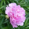 Mr. Ed Peony -Blooming Yard Mr Ed peony FGT 600x600 670ab48d 1e94 4fe5 83e1 72e55bfa4487