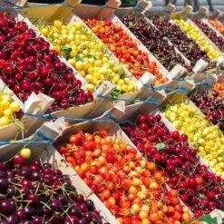 Blooming Yard 64 5-in-1 Cherry Tree