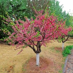 Multi-Peach Tree -Blooming Yard Multi fruit peach 2