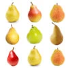 4-in-1 Pear Tree -Blooming Yard Multifruit Pear 600x600 effb9abc 71f5 4109 90d7 c95a99fb3650