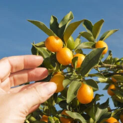 Nagami Kumquat Tree -Blooming Yard Nagami Kumquat 1 FGT 53154ba8 d115 4c13 bdd7 2e152c12e263
