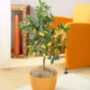 Nagami Kumquat Tree -Blooming Yard Nagami Kumquat FGT 600x600 b6a6cf15 c18f 474b bd69 34a2bc9e43b5