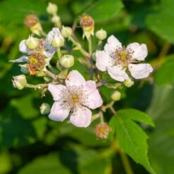 Navaho Blackberry -Blooming Yard Navaho Blackberry 1