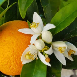 Navel Orange Tree -Blooming Yard Navel Orange 4