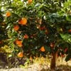 Navel Orange Tree -Blooming Yard Navel Orange FGT 600x600 e54e6fb3 408c 41b0 9586 88b8270eff9a
