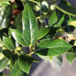 Needlepoint Holly 9 Needlepoint Holly -Blooming Yard Needlepoint Holly 3