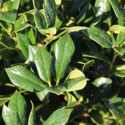 Needlepoint Holly 10 Needlepoint Holly -Blooming Yard Needlepoint Holly 4