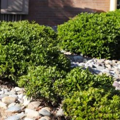 Needlepoint Holly 11 Needlepoint Holly -Blooming Yard Needlepoint Holly 5