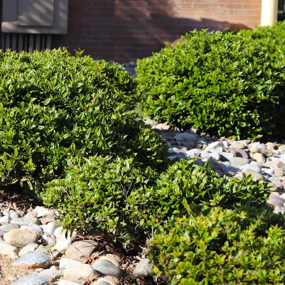 Needlepoint Holly 7 Needlepoint Holly - Image 5