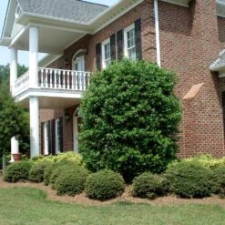 Nellie Stevens Holly -Blooming Yard Nellie Stevens Holly 4 FGT