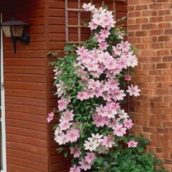 Nelly Moser Clematis Vine -Blooming Yard Nely Moser Clematis 2 FGT