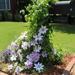 Nelly Moser Clematis Vine -Blooming Yard Nely Moser Clematis 3