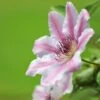 Nelly Moser Clematis Vine -Blooming Yard Nely Moser Clematis FGT 600x600 e6e07d3a 5c79 4dd5 90bc 4c7a3eb4088b