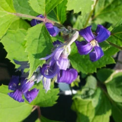 New Love Clematis Shrub -Blooming Yard New Love clematis 1