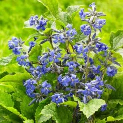 New Love Clematis Shrub -Blooming Yard New Love clematis 3