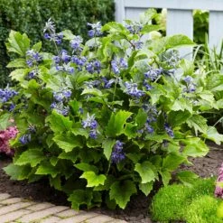 New Love Clematis Shrub -Blooming Yard New Love clematis 5