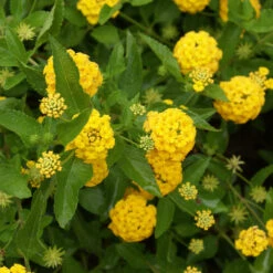 New Gold Lantana -Blooming Yard New gold Lantana 3