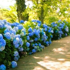 Nikko Blue Hydrangea -Blooming Yard Nikko Blue Hydrangea 1 FGT