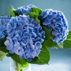 Nikko Blue Hydrangea -Blooming Yard Nikko Blue Hydrangea 2 FGT