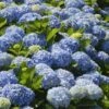 Nikko Blue Hydrangea -Blooming Yard Nikko Blue Hydrangea FGT 600x600 6900873b 2306 471d 9456 2b382bfd0b17